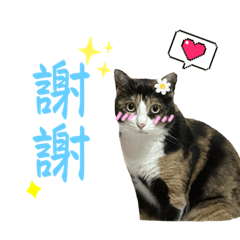 三八阿花是隻貓2️⃣