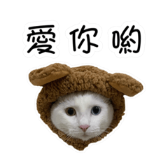 異瞳白貓變裝篇-日常用語