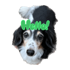 Risamaro_20231031153737