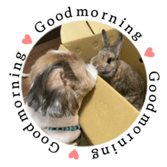 シーズー犬最強スタンプ(日常編)