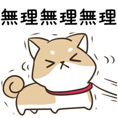 moving unmotivated calico cat & dog3