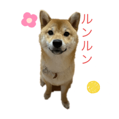 kinako.shiba