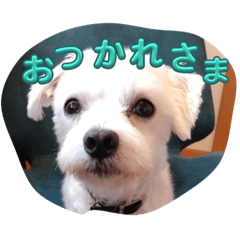 ASAKO_maltheesedog