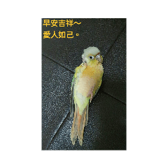 可愛鳥寶早安勵志小語