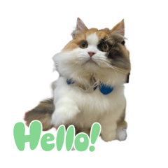 滿福肉丸圈圈將將