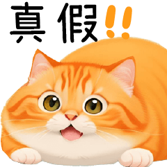 可愛小肥貓-橘貓