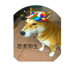 可愛柴犬圖