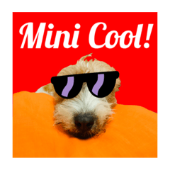 LCD - Le Cool Dog 4 (French language)