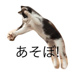 Sakura_20231101203336