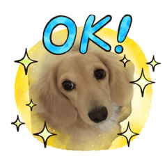 sakura_20231101203534