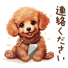 Cute Puppy | Toy poodle