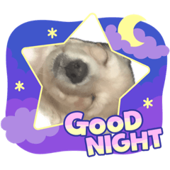 sakura_20231102191941