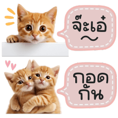 Be Friend Orange Cat - Small Chat