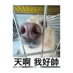 可愛歐弟