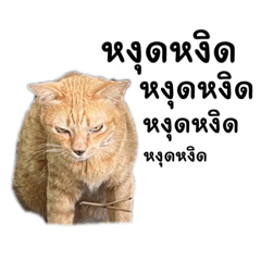 Thong.Thong – LINE stickers | LINE STORE