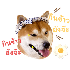 Peco the Shiba