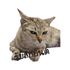 cat_go2023