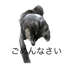 okapi_20231103194349