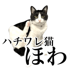Tuxedo Bicolor Cat Howa