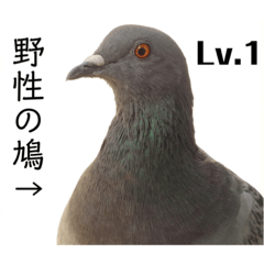 Daily pigeons 03
