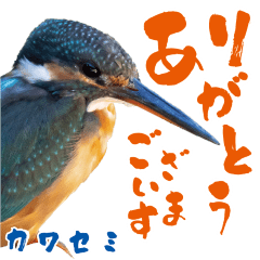 [24 types] Beautiful wild bird Sticker!