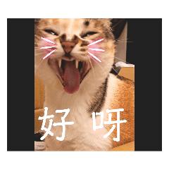 方cat第4季