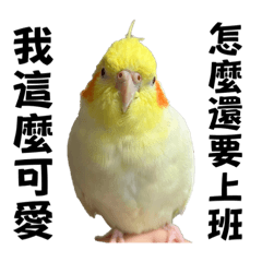 Cockatiels_daily _1