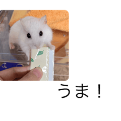 chiyo_20231104220203