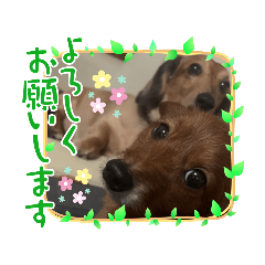 SAKURA_20231104225603