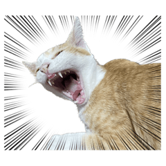 kohada_20231104221309