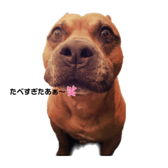 sakura_20231104235713