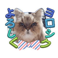 mamechiyo_20231105111309