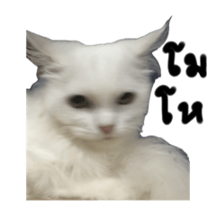 Blue bear_20231105151630