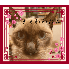 yokko_20231105193900