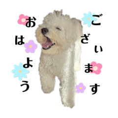 OIMO_almost poodle