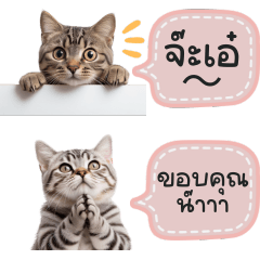 แชทน้องแมวลายทาง - Small Chat