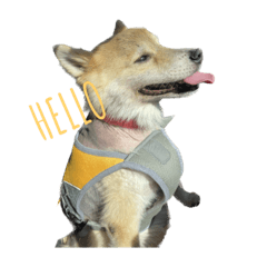 Chisa_20231106063756