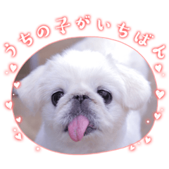 lovely peco