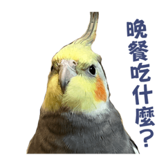 Cockatiels_daily_2