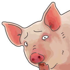 Pig daily life 3