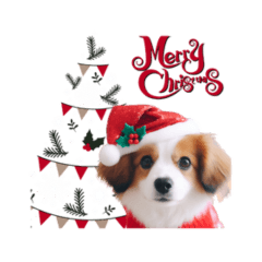 メリークリスマス犬