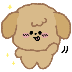 Toy poodle with the Beige color3