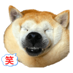 柴犬の日常で使えるスタンプ！by azu