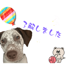 sakura_20231107133058