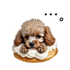 cream puff poodle
