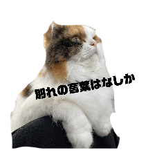 NEKo_20231107181356