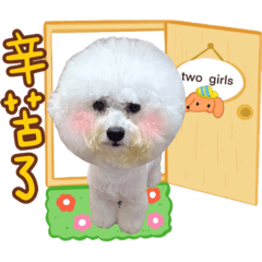 比熊犬麻糬