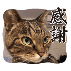 NAO_20231107195423