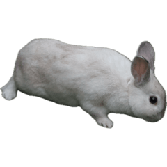 Rabbit stamp_Easy