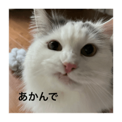 suzu_20231108143656